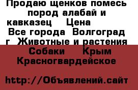Продаю щенков помесь пород алабай и кавказец. › Цена ­ 1 500 - Все города, Волгоград г. Животные и растения » Собаки   . Крым,Красногвардейское